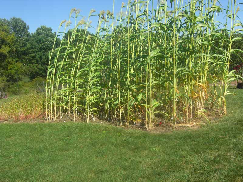 Growing grain in a small garden. DIY sorghum for gluten free diets.