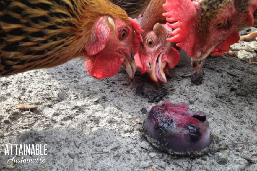 close up of hot chickens looking at frozen fruit 