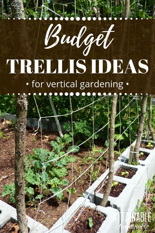 budget trellis in a small garden of CMU blocks