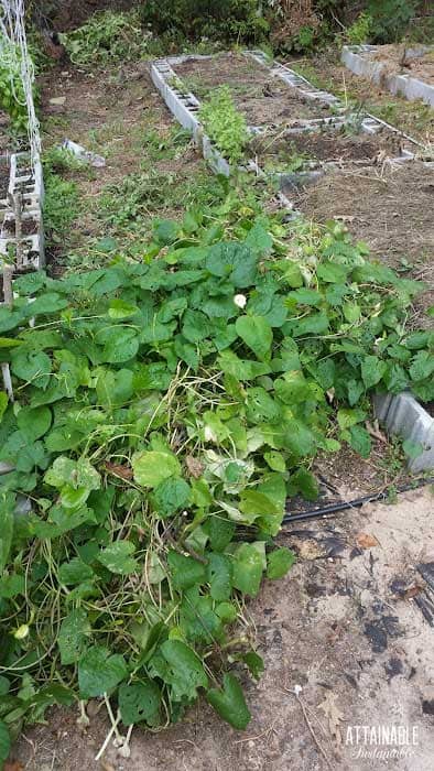 collapsed green bean trellis.