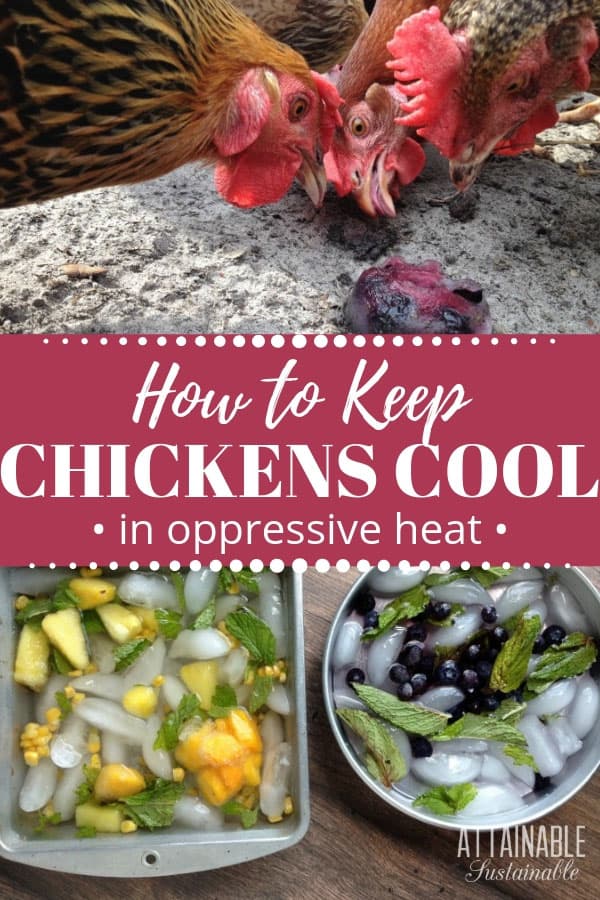 How to Keep Chickens Cool in Summer Heat - Attainable Sustainable®