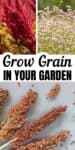amaranth, buckwheat and sorghum seeds on a plant