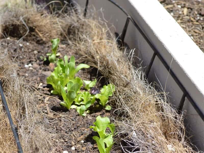 Growing vegetables in pots for beginners: Choosing the *right containers for your urban garden can make your limited space productive.