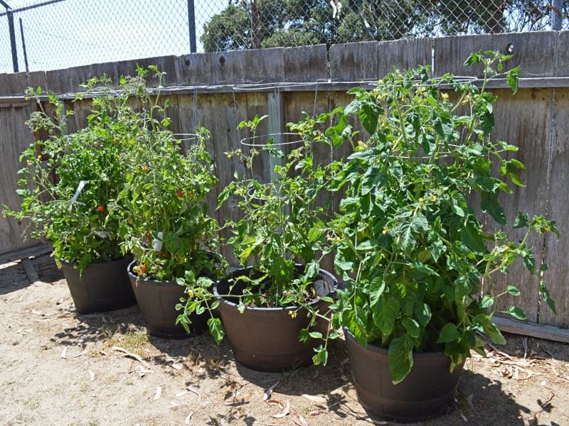 tomatoes growing in containers in an urban homestead backyard