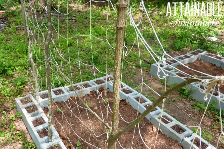 budget trellis in a small garden of CMU blocks