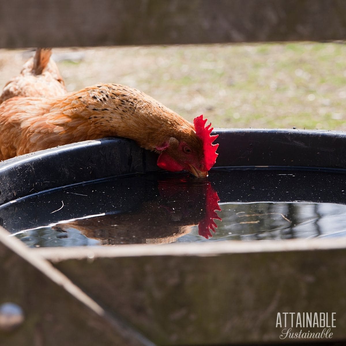 chicken drinking water.