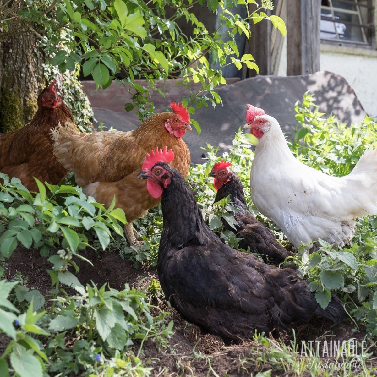 chickens in a shady spot keeping cool.