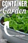 lettuce in a galvanized container garden