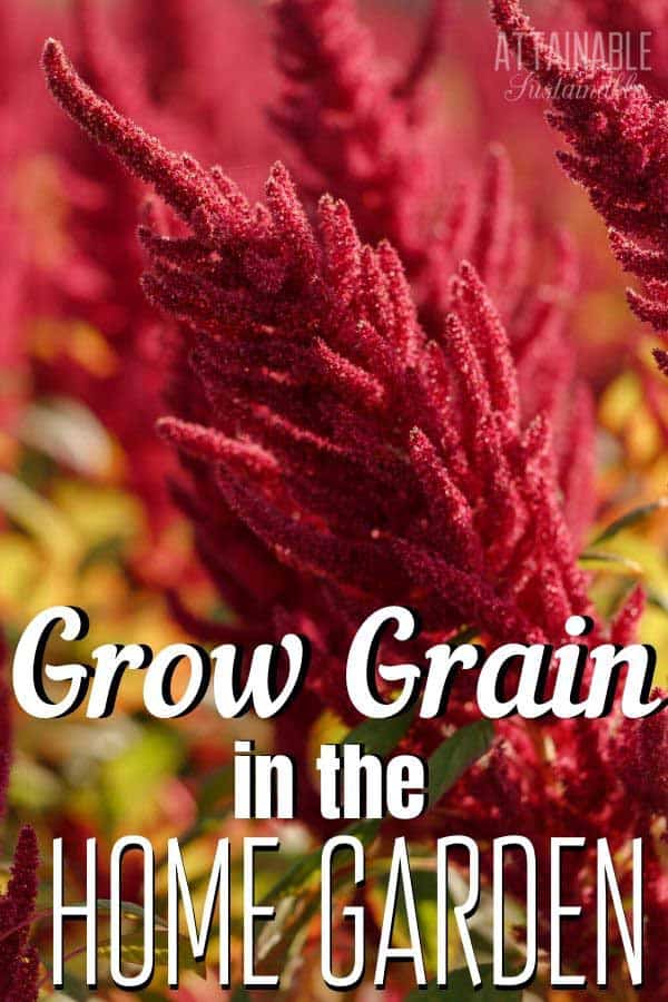 red seed heads of amaranth plant