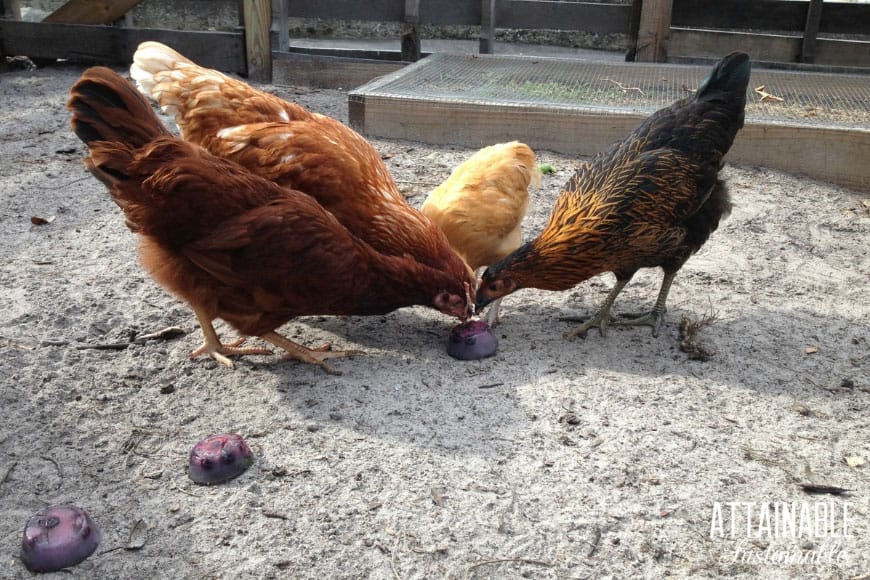 chickens pecking at frozen fruit