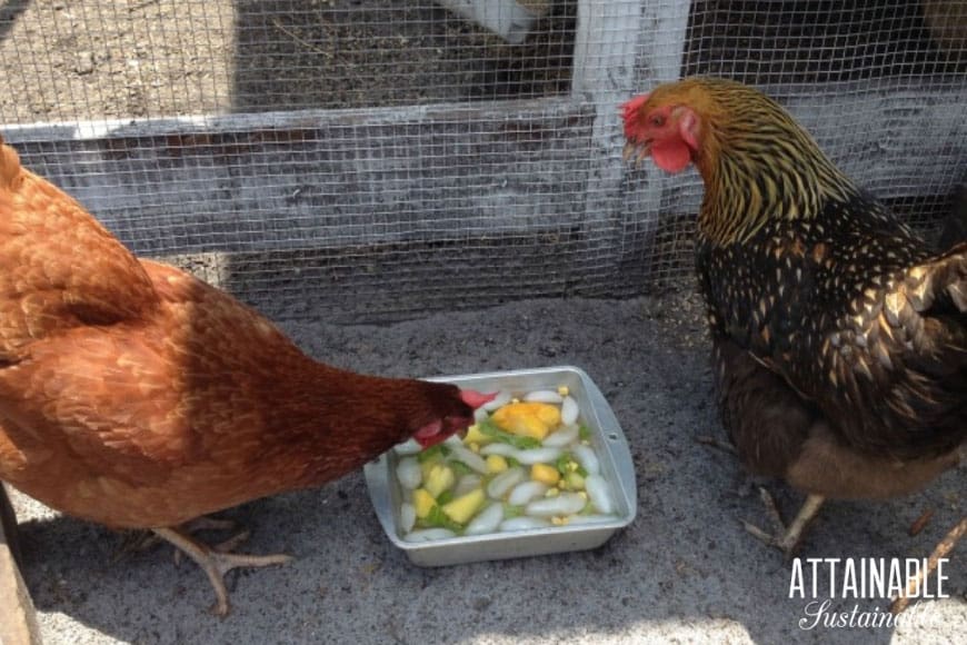 two chickens pecking at fresh fruit and ice to cool off