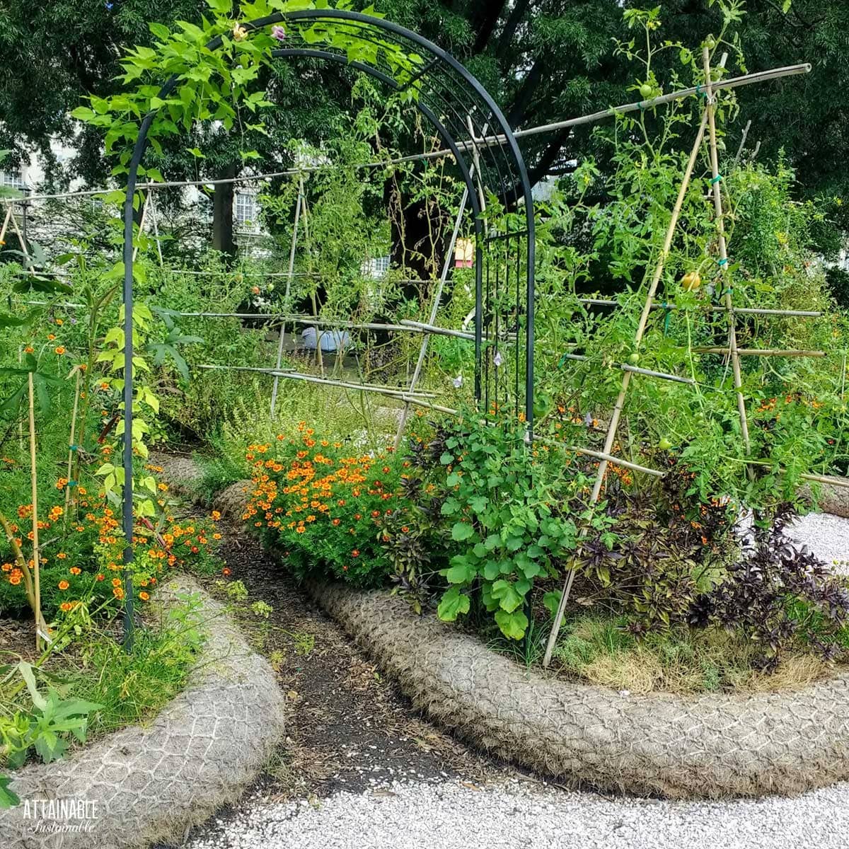 Metal arch in garden beds.