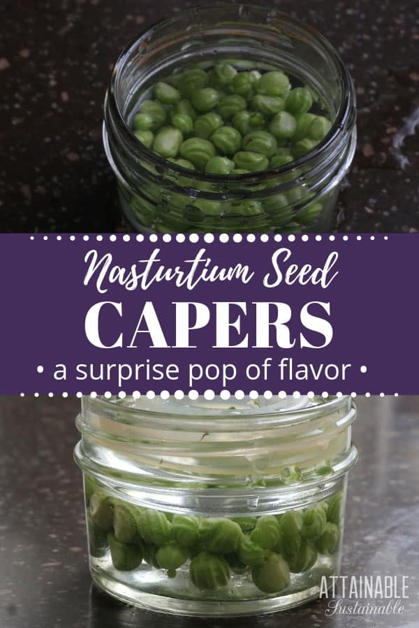 green nasturtium seeds in a glass jar