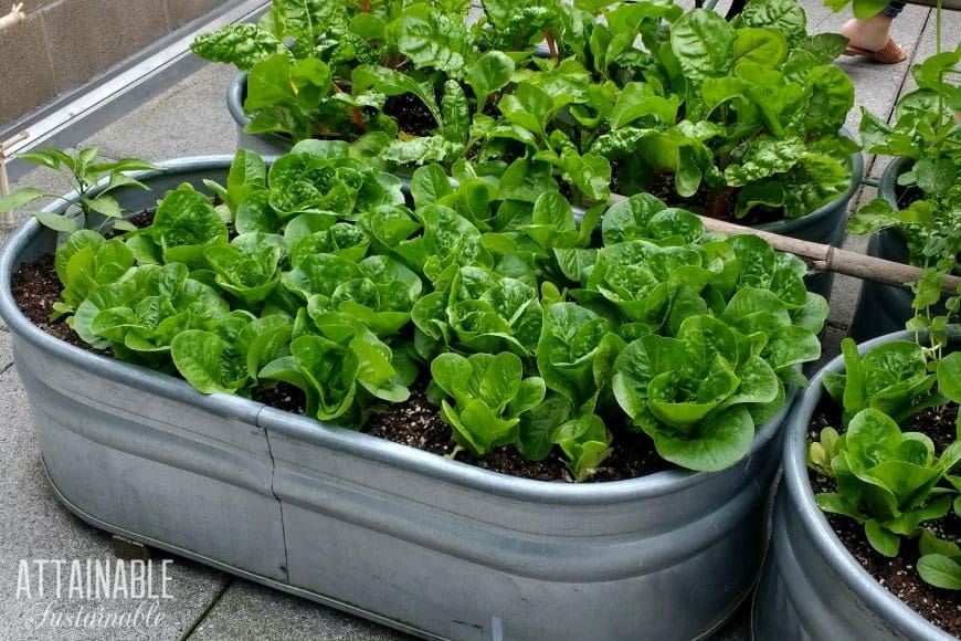 heads of lettuce in a galvanized vegetable garden container