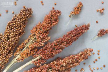 sorghum seed stalks