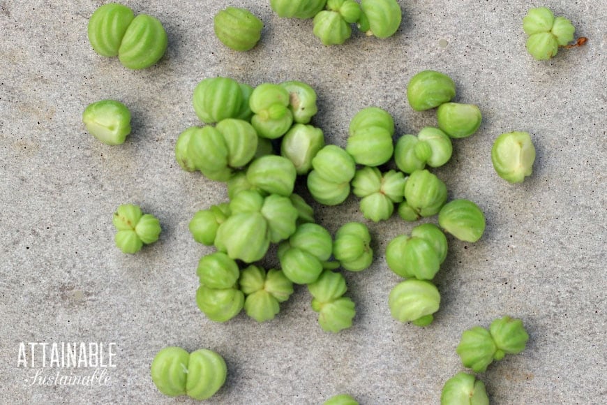 green nasturtium seeds from above