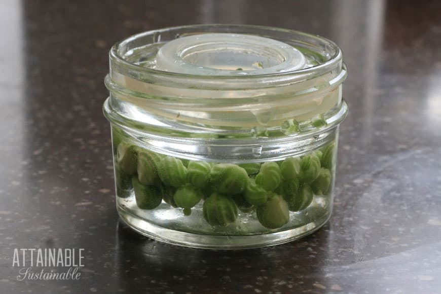 making a substitute for capers with nasturtium seeds in a glass jar