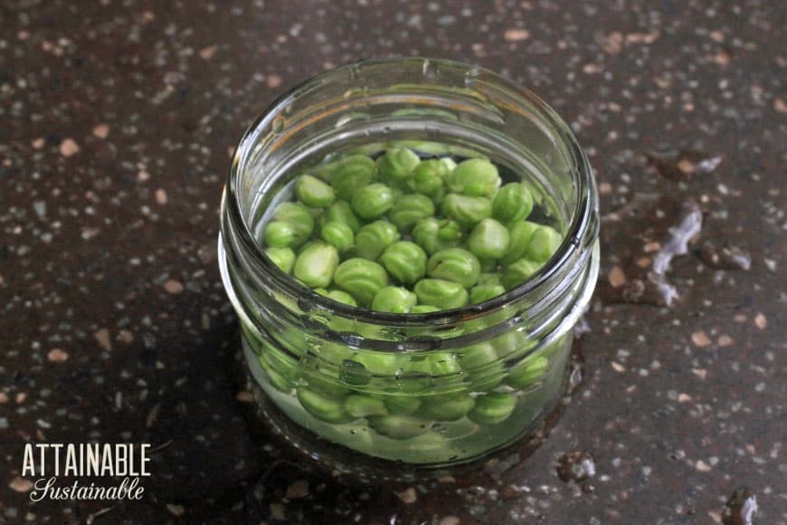 jar full of green nasturtium seeds - a frugal substitute for capers