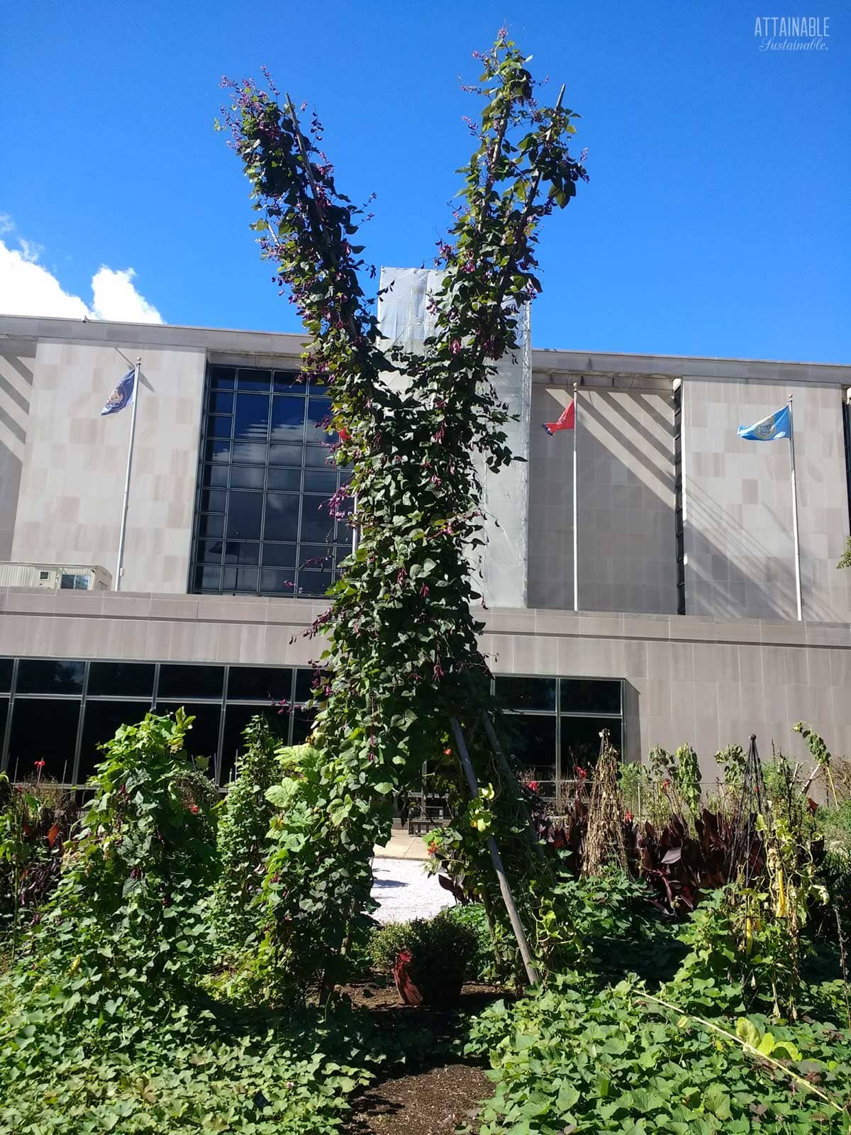 Tall 3-way trellis covered in vines. 