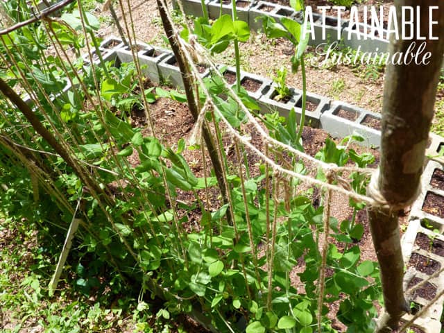 vertical trellis made of branches and twine