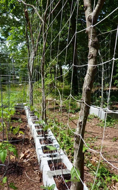 Growing vertically is a great way to make the most of a small garden space. Learn to build inexpensive trellises from some creative materials.