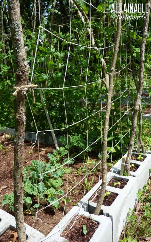 Garden trellis made from small limbs and twine