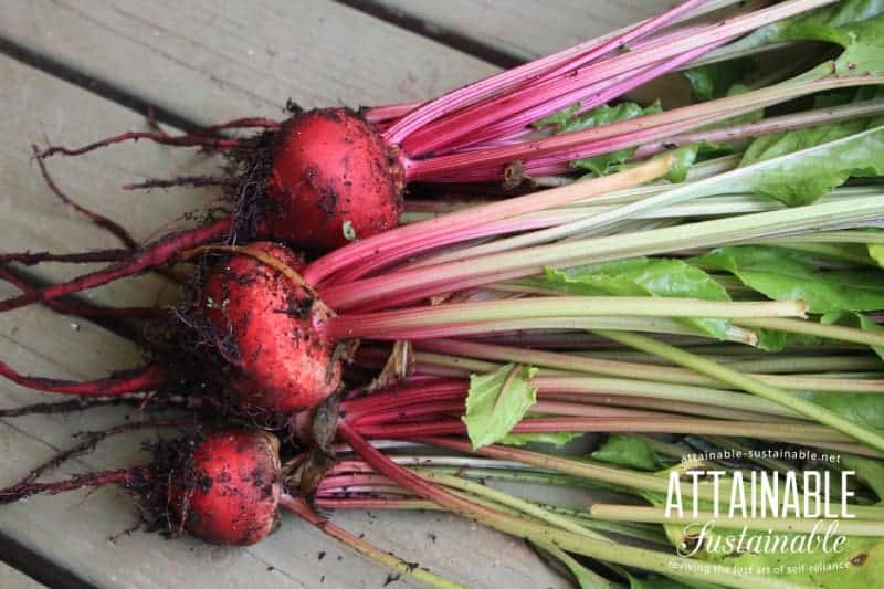 red beets with greens sitting on a wooden table