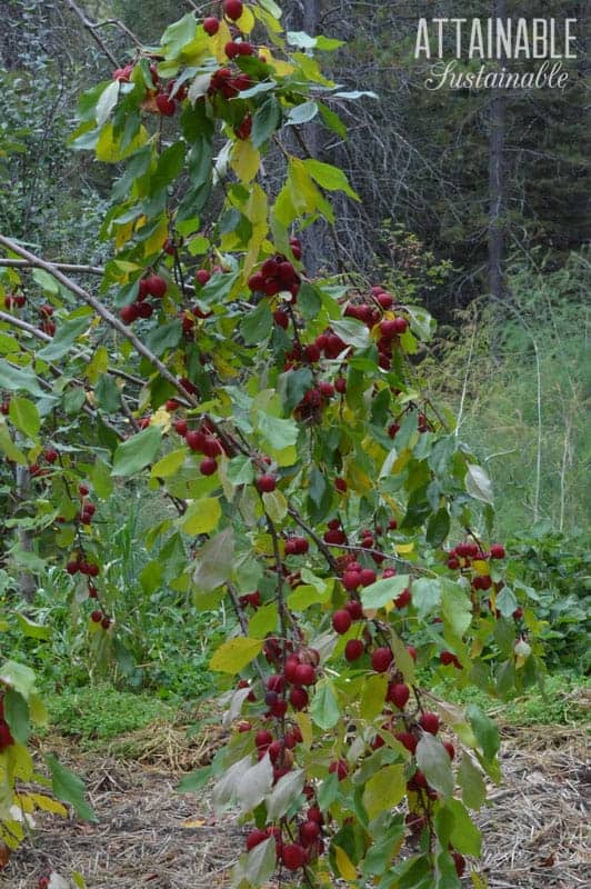 Red dolgo crab apples hanging on a tree