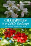 crabapple blossoms, crab apple fruit (red)