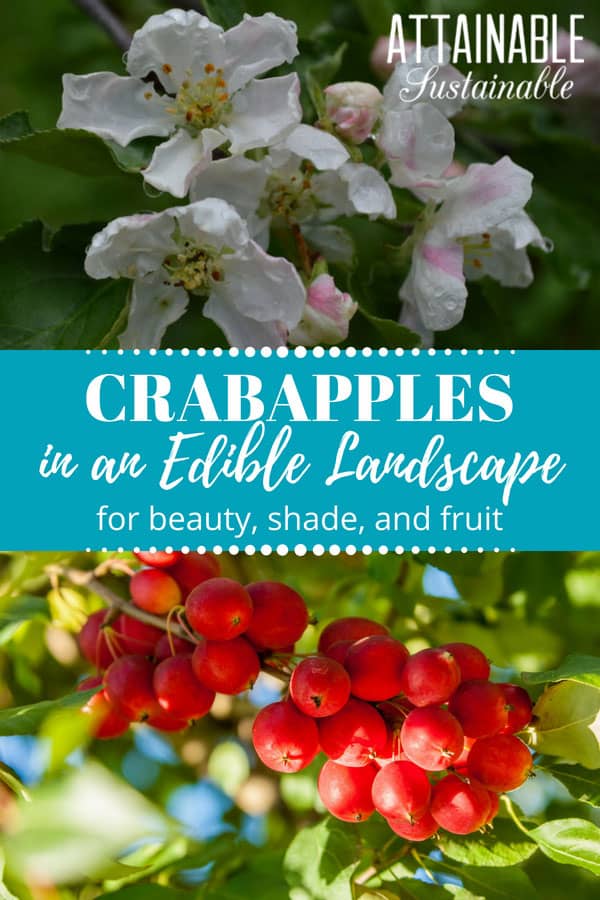 crabapple blossoms, crab apple fruit (red)