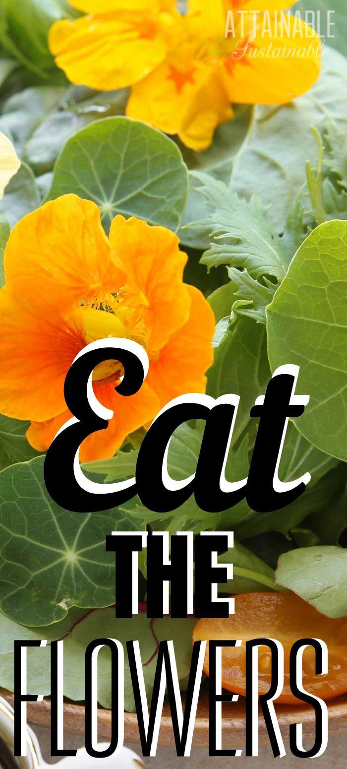 Flowers You Can Eat Adding Edible Flowers to Your Salads (and Garden)