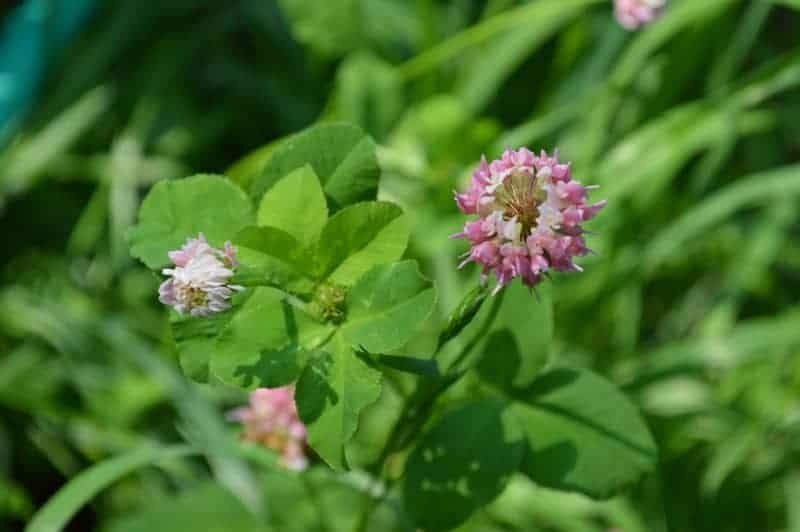 clover blossoms on green foliage: flowers you can eat