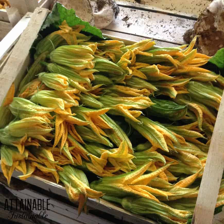 zucchini squash blossoms in a box