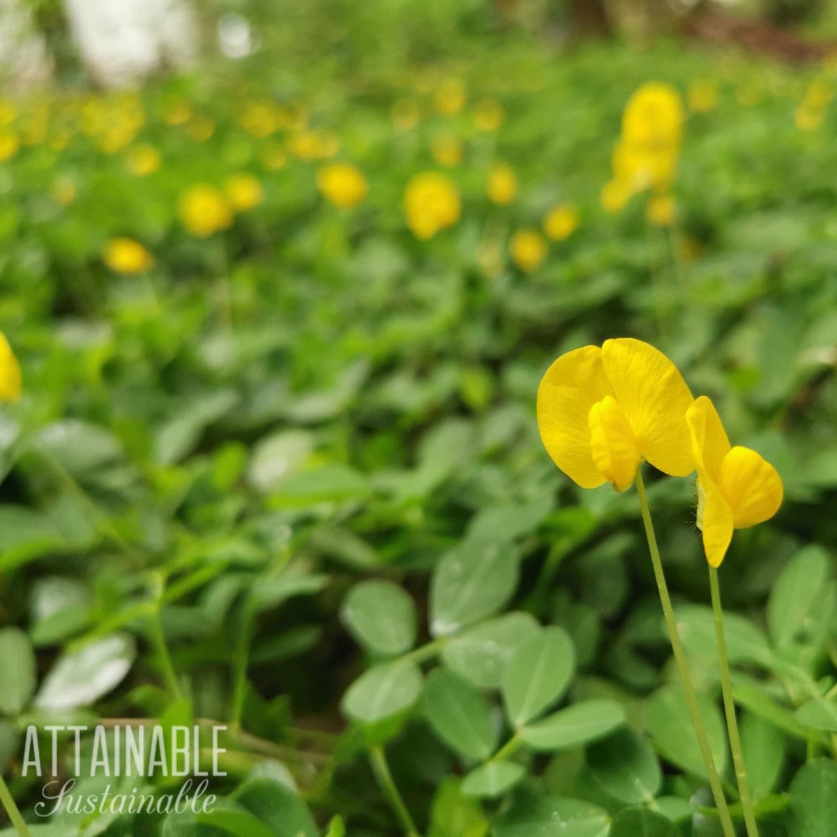 Field of perennial peanut grass with yellow flowers.