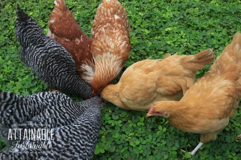 barred rock, buff orpington hens on a green pasture