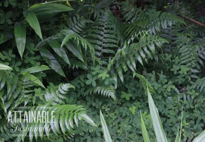 evergreen groundcover growing below ferns