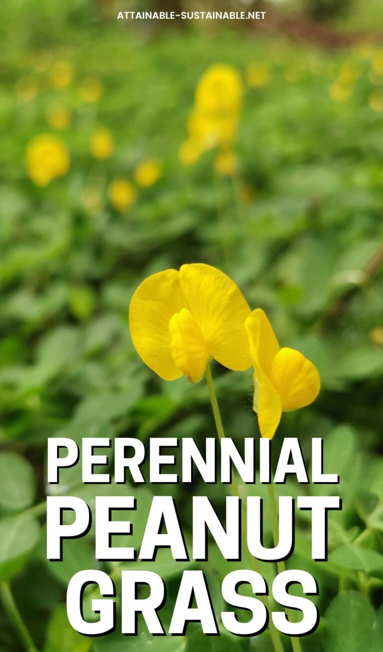 Perennial Peanut Grass An Evergreen Ground Cover