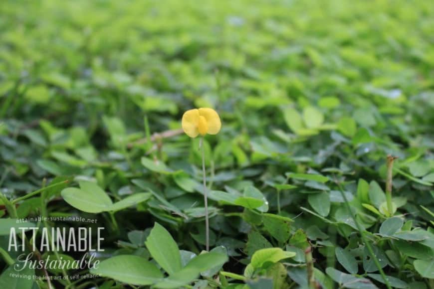 yellow flower of perennial peanut grass