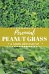 peanut grass, close up and a yellow flower