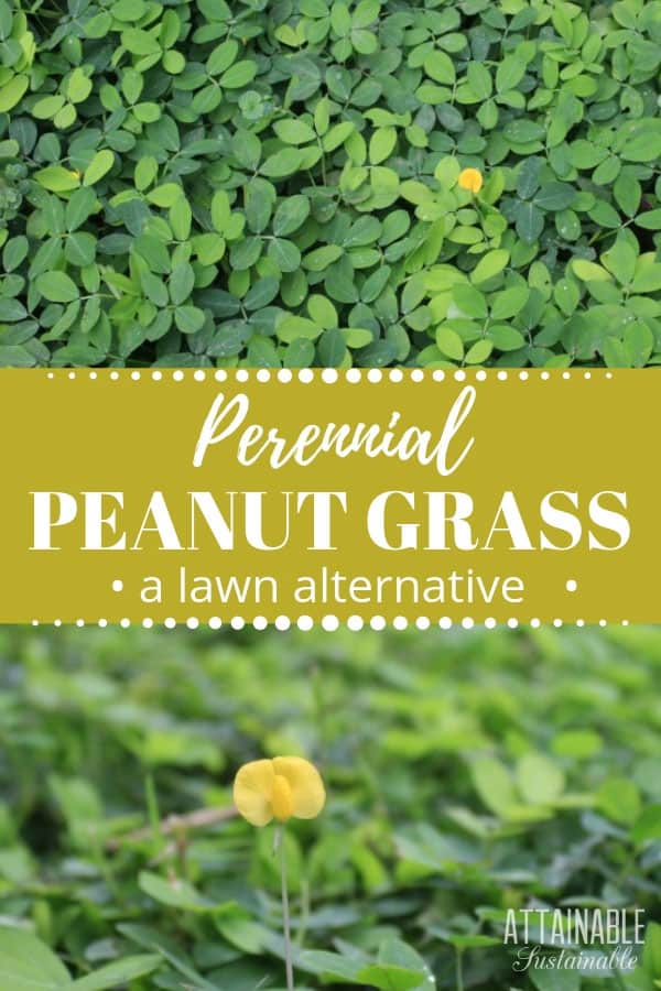 Perennial Peanut Grass An Evergreen Ground Cover