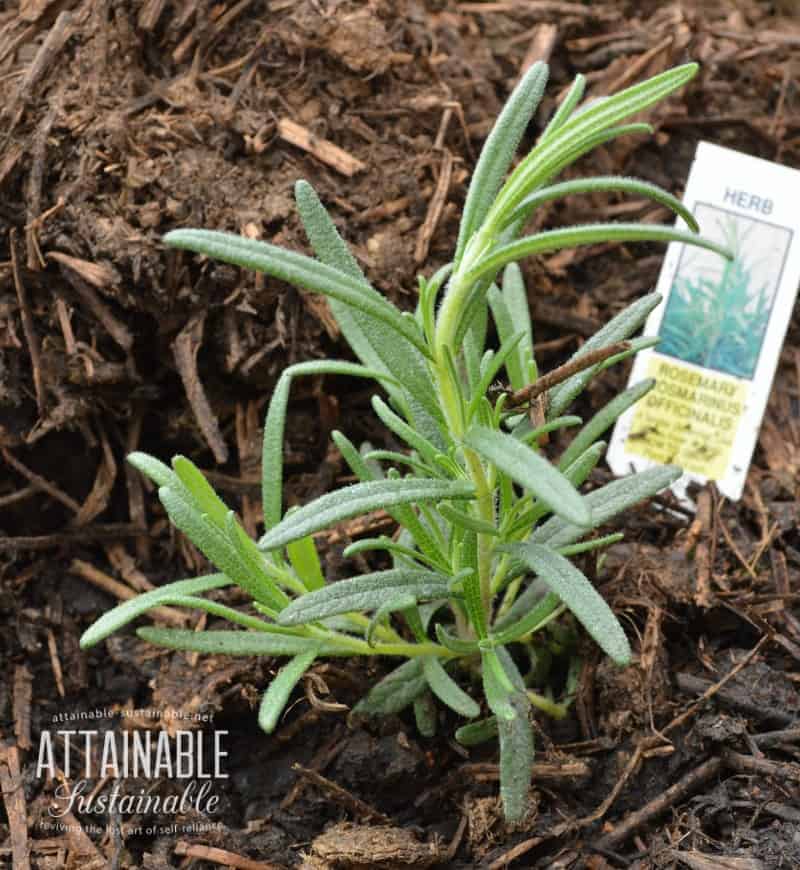 Companion planting with herbs: rosemary is a good companion for broccoli, cauliflower, and cabbage because it confuses the cabbage butterfly. 