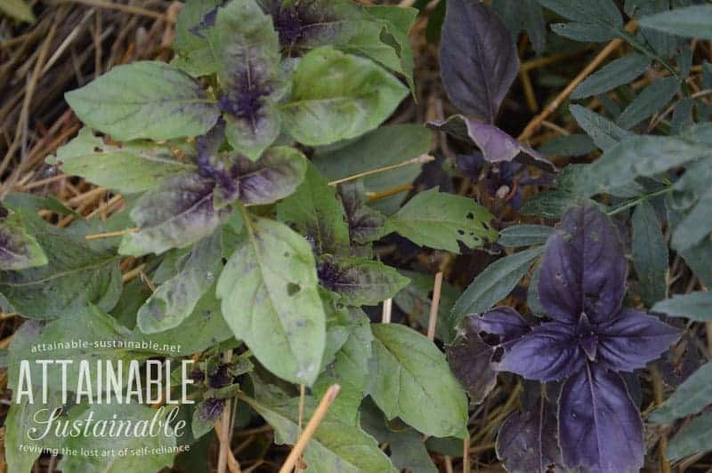 Companion planting with herbs: Basil is often grown near tomatoes, peppers, and eggplant.