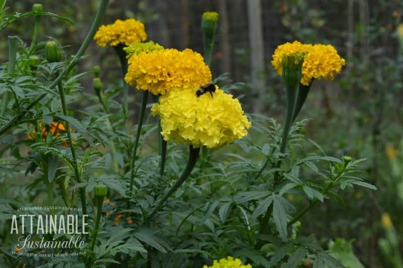 yellow marigold flowers with a bee on one, companion planting as organic pest control