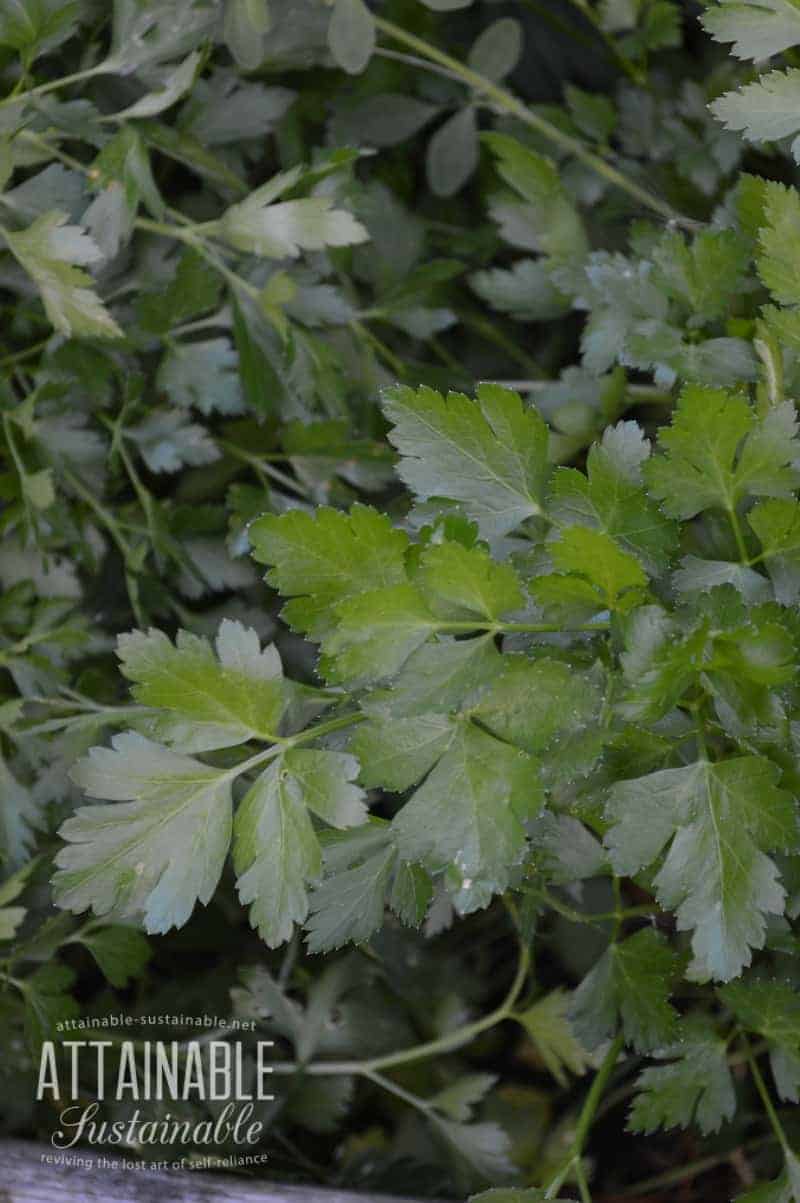 Companion planting with herbs: Plant parsley near tomatoes, corn, and asparagus. 