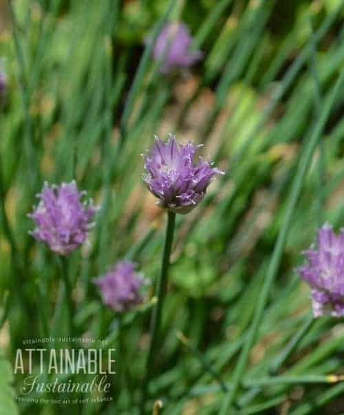 Companion planting with herbs: Chives grown near carrots repel the carrot rust fly. Grown near strawberries, chives help to keep the strawberries disease free.