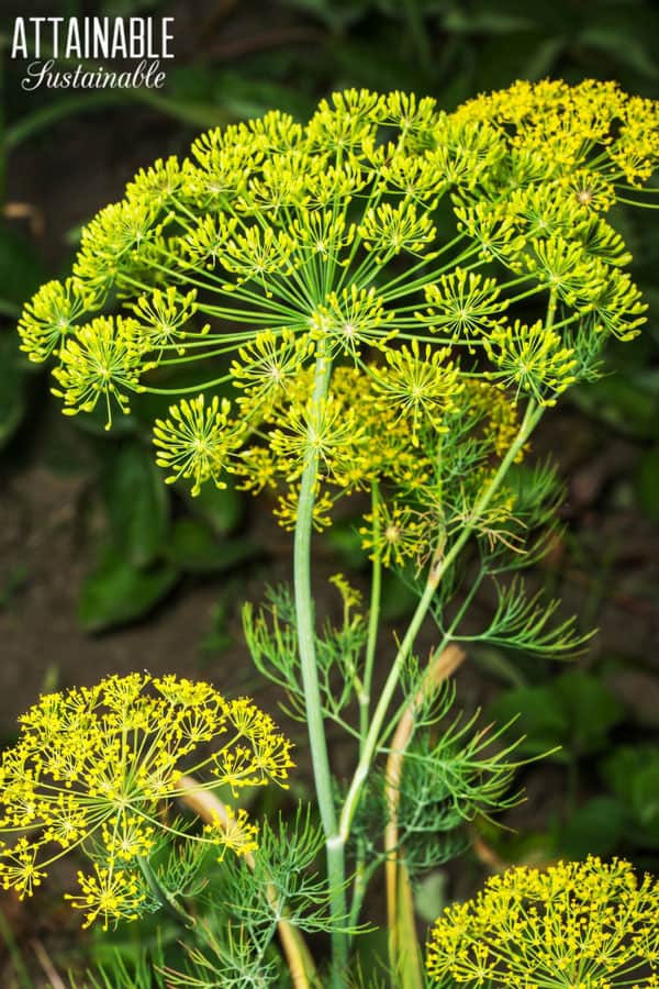 dill flowerhead with yellow flowers