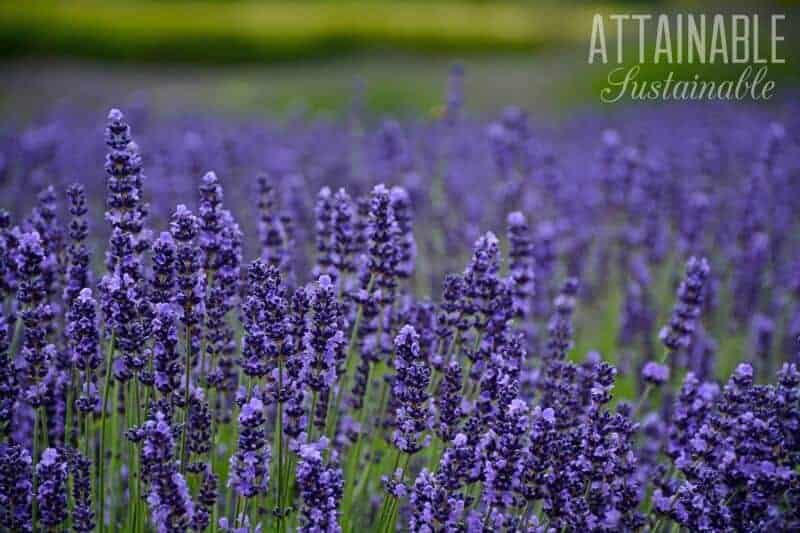 lavender flowers