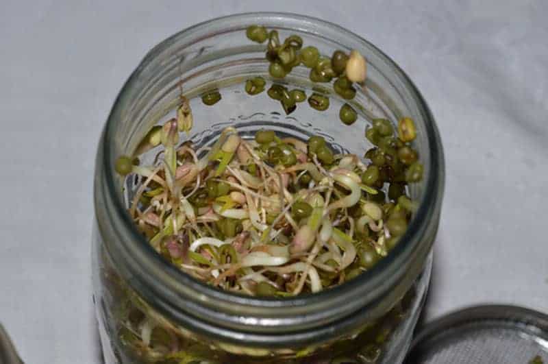 bean sprouts growing in a glass jar