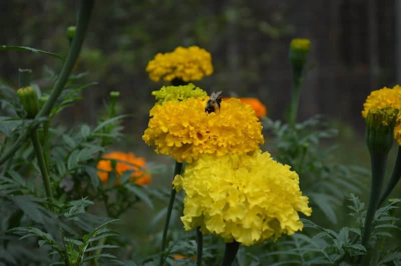 yellow marigold flowers with a bee - companion planting is a great vegetable gardening tip!