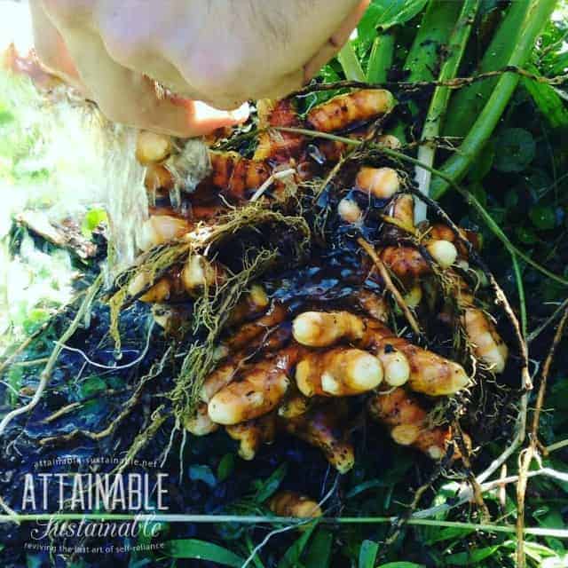 human hand washing orange rhizomes.